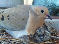 a close up of a bird in a nest