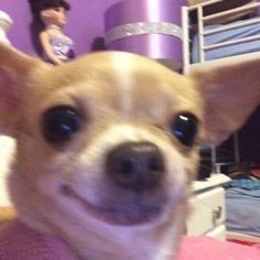 a small dog is smiling and looking at the camera while standing in front of a bed