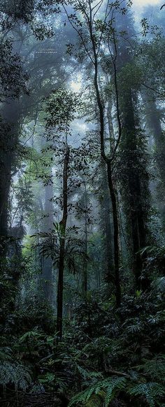 a forest filled with lots of tall trees and lush green leaves on top of it