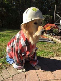 a dog wearing a hard hat and plaid shirt sitting on the ground next to a brick walkway