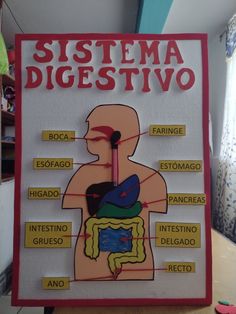 a diagram of the human body on display in a room with other items around it