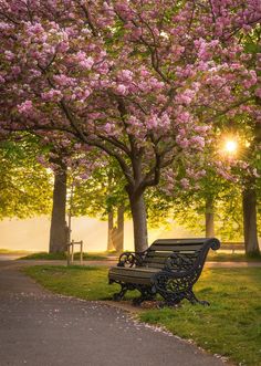 a park bench sitting under a tree filled with pink flowers in the sun rays behind it