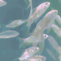 a group of fish swimming in the water