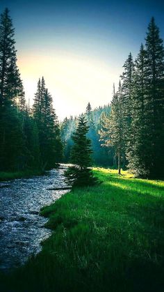 a river running through a lush green forest next to tall pine covered trees on a sunny day