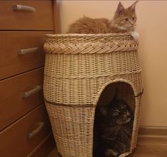 two cats are sitting in a wicker basket on the floor next to a dresser