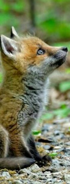 a baby fox sitting on the ground looking up