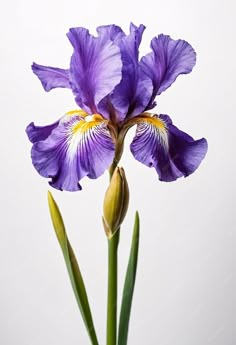 a purple flower with yellow stamens in front of a white background