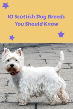 However, we will be discussing Scottish dog breeds in this article.