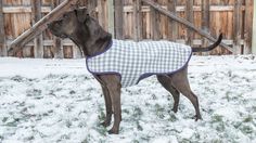 a dog standing in the snow wearing a blanket on it's back and collar