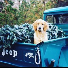 a dog sitting in the back of a blue pickup truck filled with christmas tree branches