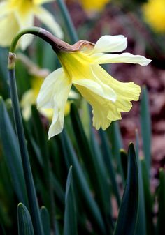 yellow and white flowers are blooming in the garden