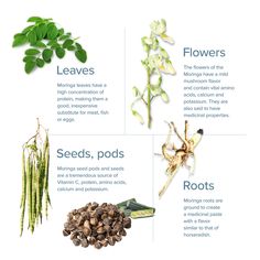 some plants and seeds are shown in this diagram