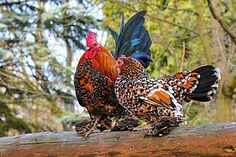 two colorful roosters standing on top of a tree branch next to eachother