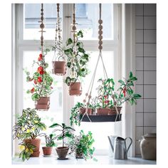 several potted plants hanging from hooks in front of a window