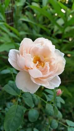 a pink flower with green leaves in the background