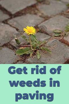 a dandelion sitting on top of a sidewalk with the words get rid of weeds in paving