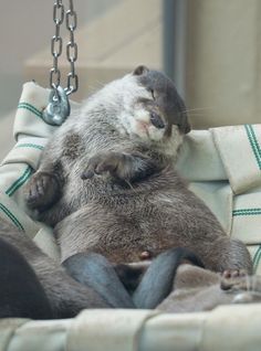 an otter is sleeping on top of another otter in a chair with chains hanging from it's back