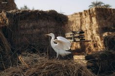 a white bird standing on top of a pile of hay