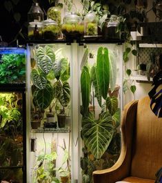 a room filled with lots of green plants and potted plants in glass cases next to a wooden chair