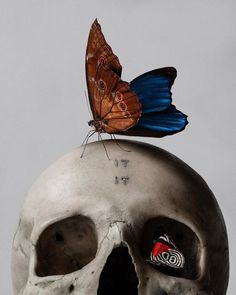 a butterfly sitting on top of a human skull