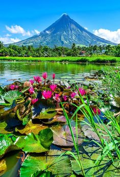 water lilies are blooming in front of a mountain