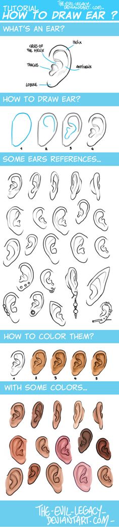 the different types of ear shapes and how to draw them