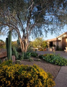 a cactus garden in front of a house