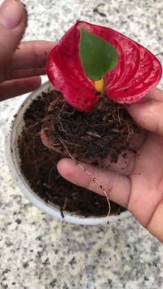 a person holding a small plant with dirt in it