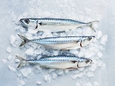 three fish sitting on top of ice next to each other