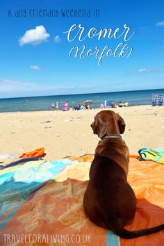 a brown dog sitting on top of a blanket next to the ocean with text overlay that reads a dog friendly weekend in cromer norfolk