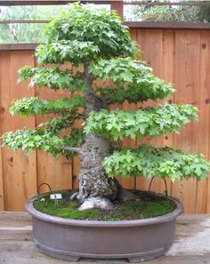 a bonsai tree in a pot on a wooden table