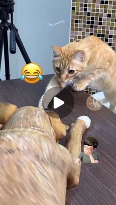 a cat is playing with a dog on the table