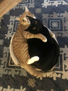 two cats laying on top of each other on a rug in the middle of a room