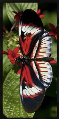 a red and white butterfly sitting on top of a green leaf filled with red flowers