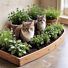 two cats sitting on top of a planter filled with plants