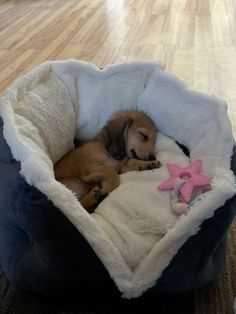 a brown dog laying in a bed on top of a hard wood floor next to a pink star