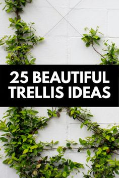 the words 25 beautiful trellis ideas against a white brick wall with green leaves on it