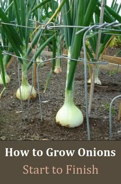 onions are growing in the soil behind a wire fence