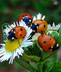 four ladybugs sitting on top of a white flower