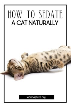 a cat laying on its back with the caption how to sedia if a cat naturally