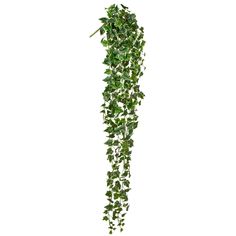 a green plant hanging from the side of a white wall