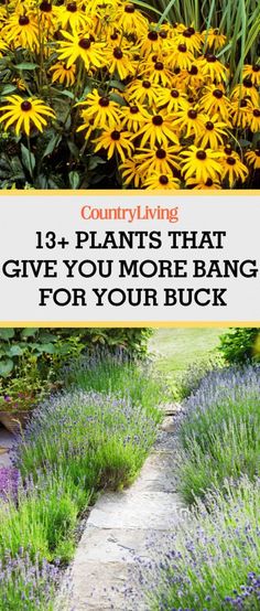 a garden with yellow flowers and lavenders in the background text reads country living 13 plants that give you more bang for your buck