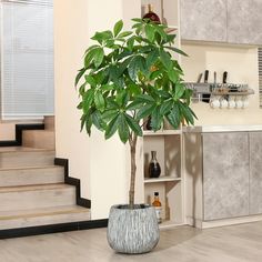 a potted plant sitting on top of a wooden floor next to a stair case