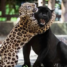 two large black and brown animals playing with each other