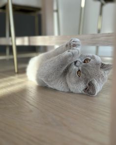 a grey cat laying on its back on the floor with it's paws up