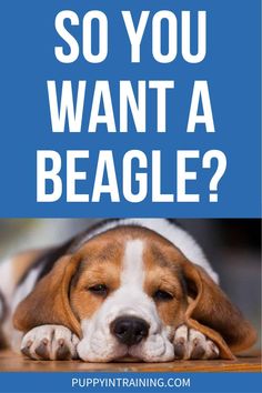 a beagle dog sleeping on the floor with text overlay that says so you want a beagle?