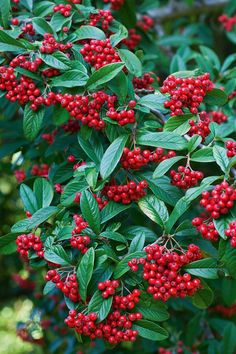 red berries are growing on the branches of a tree