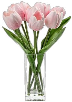 pink tulips are in a clear vase on a white background