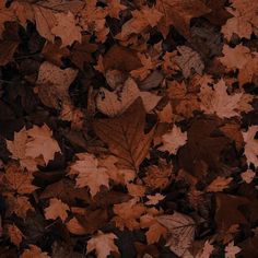 many brown leaves are scattered on the ground