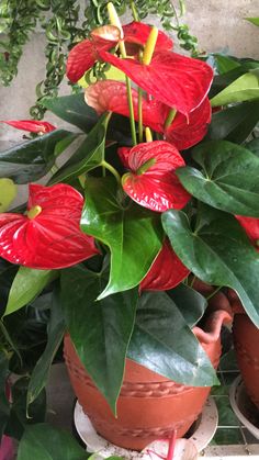 a potted plant with red flowers and green leaves